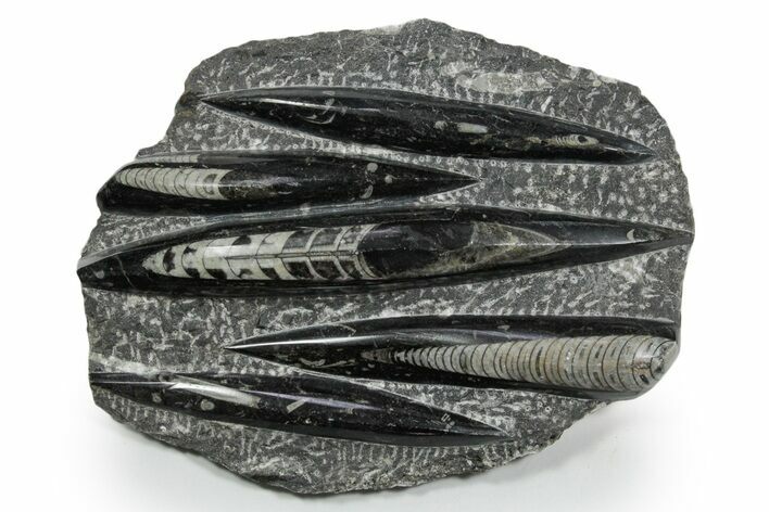 Polished Fossil Orthoceras (Cephalopod) Plate - Morocco #348384